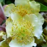 Kininė aktinidija - Actinidia deliciosa MATUA