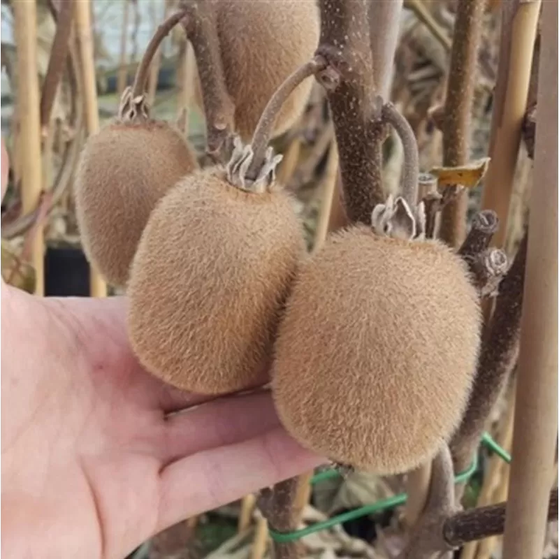 E-medelynas internete: vaismedžiai ir vaiskrūmiai