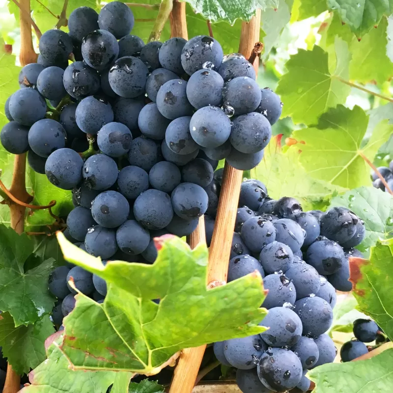 Tikrasis vynmedis - Vitis vinifera EARLY CAMPBELL