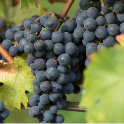 Vitis vinifera NEW YORK MUSCAT