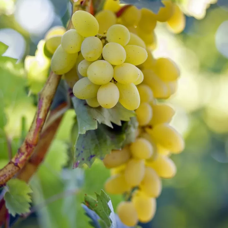Vitis vinifera SULIMA