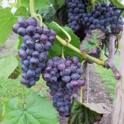 Vitis vinifera SWEETY