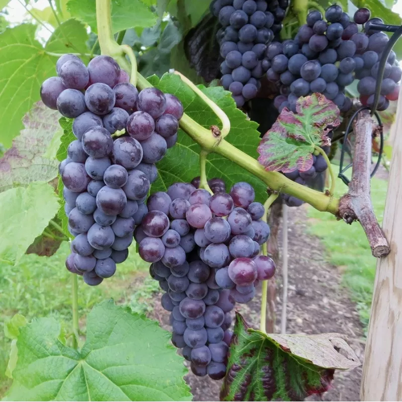 Tikrasis vynmedis - Vitis vinifera SWEETY (VENUS)