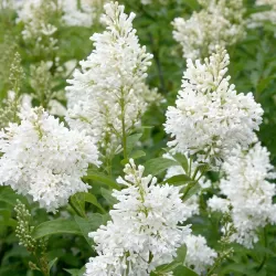Gyslotosios alyvos - Syringa prestoniana AGNES SMITH