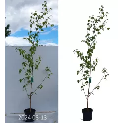 Baltažievis himalajinis beržas - Betula utilis JACQUEMONTII
