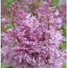 Gyslotosios alyvos - Syringa prestoniana MINUET