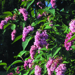 Syringa reflexa