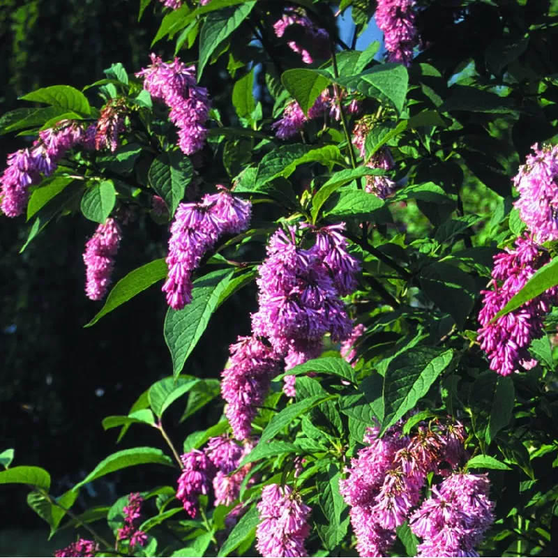 Svyruoklinių alyvų lenktašakis porūšis - Syringa reflexa