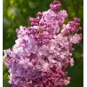 Paprastoji alyva - Syringa vulgaris Krasavitsa Moskvy