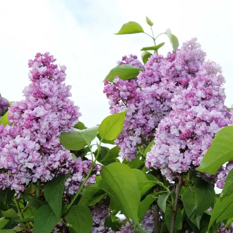 Paprastoji alyva - Syringa vulgaris Krasavitsa Moskvy
