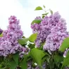 Paprastoji alyva - Syringa vulgaris Krasavitsa Moskvy