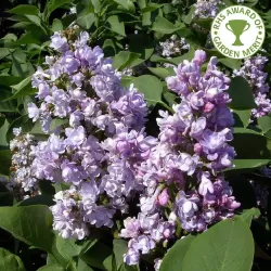 Paprastoji alyva - Syringa vulgaris Krasavitsa Moskvy