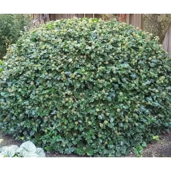 Gebenė lipikė - Hedera helix SIMONE
