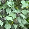 Gebenė lipikė - Hedera helix SIMONE