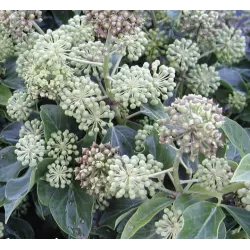 Gebenė lipikė - Hedera helix SIMONE