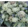 Gebenė lipikė - Hedera helix SIMONE