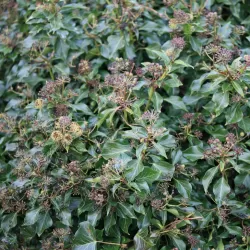 Gebenė lipikė - Hedera helix SIMONE