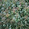 Gebenė lipikė - Hedera helix SIMONE