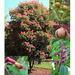 Raudonžiedis kaštonas - Aesculus pavia