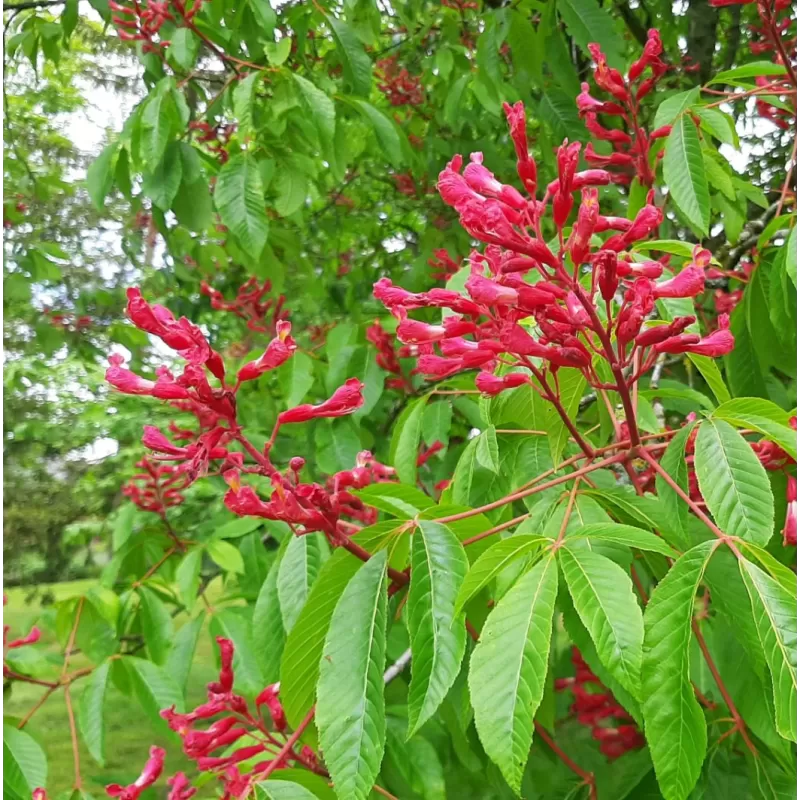 Raudonžiedis kaštonas - Aesculus pavia