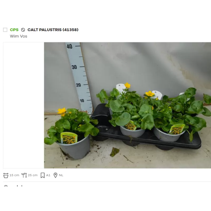 Pelkinė puriena - Caltha palustris P9