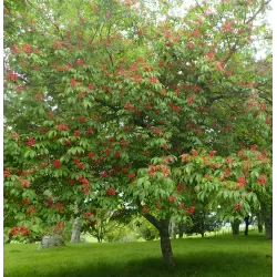 Raudonžiedis kaštonas - Aesculus pavia