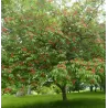 Raudonžiedis kaštonas - Aesculus pavia