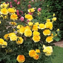 Rosa MOLINEAUX