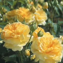 Rosa MOLINEAUX