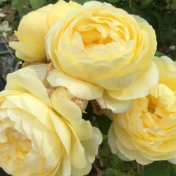 Rožė - Rosa FAUSTINIA ®