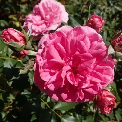 Rožė - Rosa UETERSENS ROSENPRINZESSIN ®