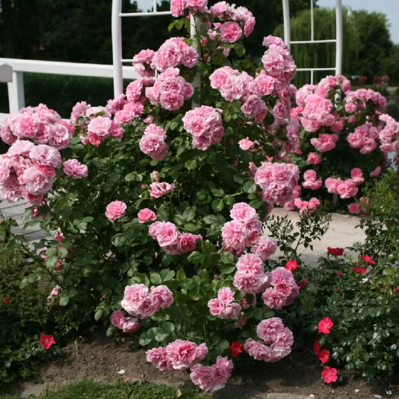 Rožė - Rosa UETERSENS ROSENPRINZESSIN ®