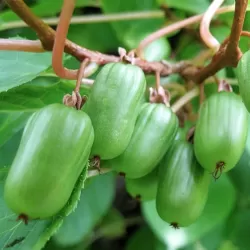 Margalapė aktinidija - Actinidia kolomikta 'Sentyabraskaya'