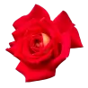 Rožė - Rosa KIBOH