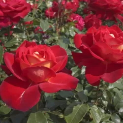 Rožė - Rosa KIBOH