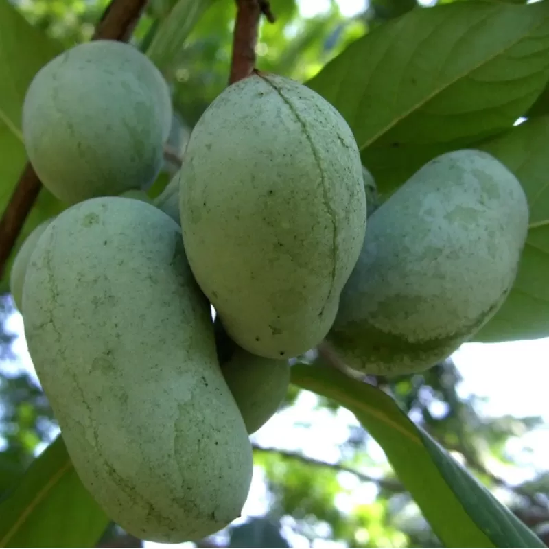 Triskiautė azimina - Asimina triloba OVERLESE