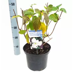 Medžiai ir krūmai internetu su pristatymu į namus visoje Lietuvoje