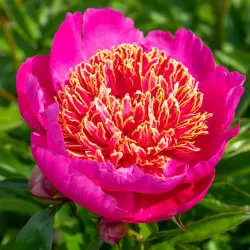 Paeonia NEON