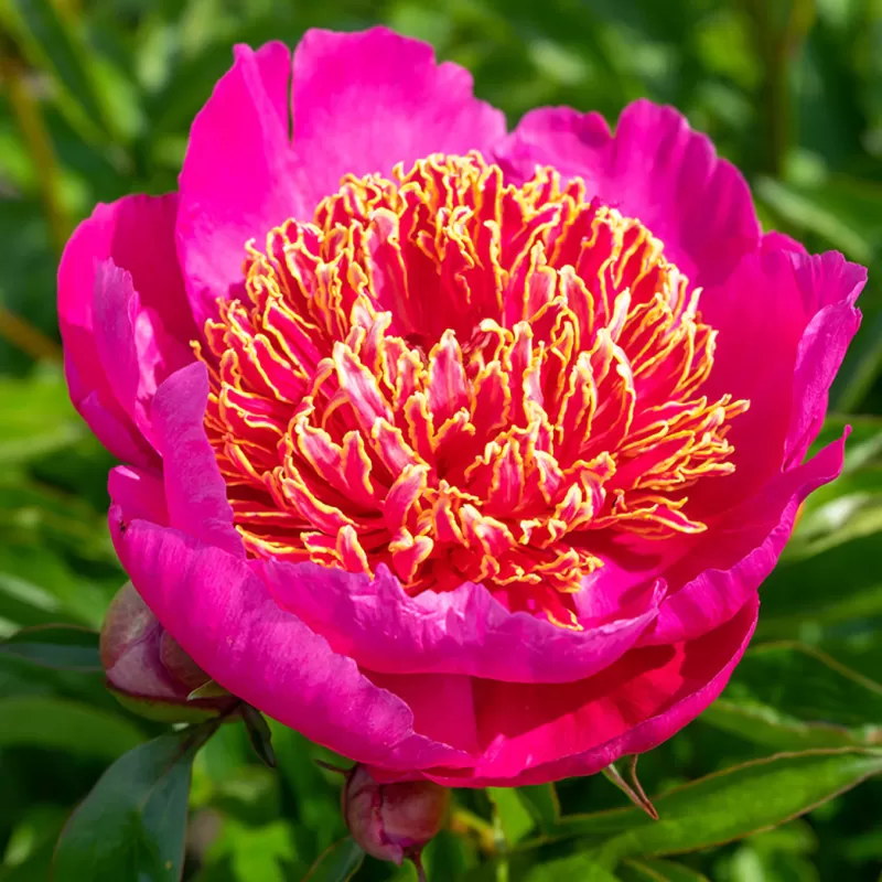 Bijūnas - Paeonia NEON