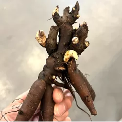 Paeonia PRINCESS MARGARET