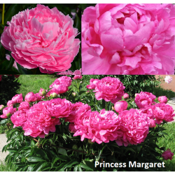 Paeonia PRINCESS MARGARET