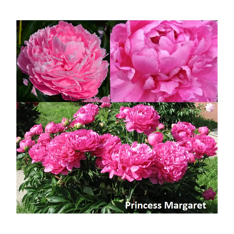 Paeonia PRINCESS MARGARET