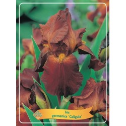 Iris germanica Caligula P11 (užsakius iš rudens 8 vnt. + 2 vnt. dovanų)  Bruin