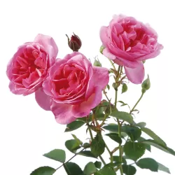 Rožė - Rosa HYDE HALL