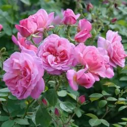 Rožė - Rosa HYDE HALL