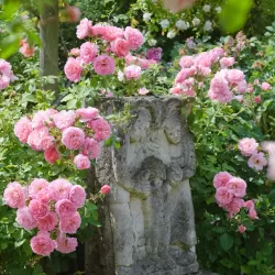 Rožė - Rosa HYDE HALL