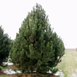 Baltažievė pušis - Pinus leucodermis