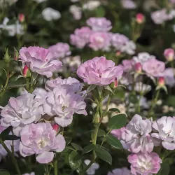 Rožė - Rosa HYME