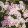 Rožė - Rosa HYME