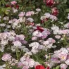 Rožė - Rosa HYME